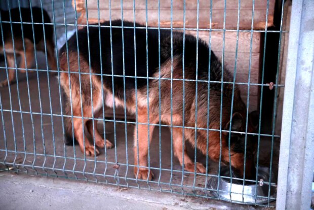 Pies - w Mazowieckim schronisku. Fot. MUW