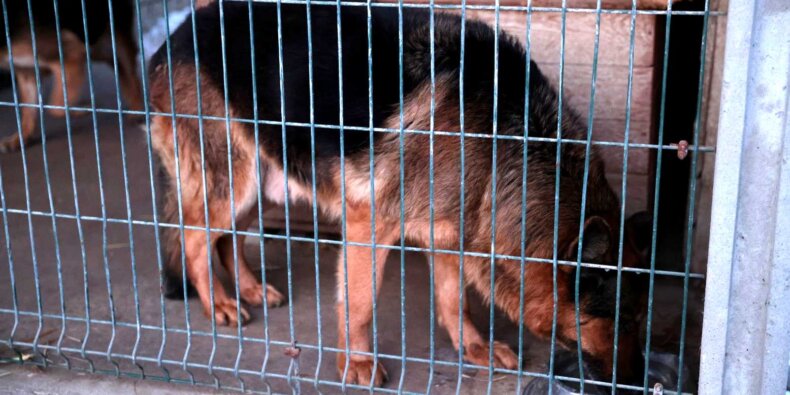 Pies - w Mazowieckim schronisku. Fot. MUW