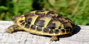 Żółw grecki - Testudo hermanni hermanni. Fot. Mayer Richard (Wikimedia)