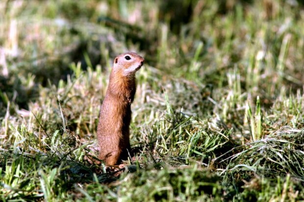 Suseł moręgowany - Spermophilus citellus. Fot. Andrzej Kepel - TOP Salamandra 5