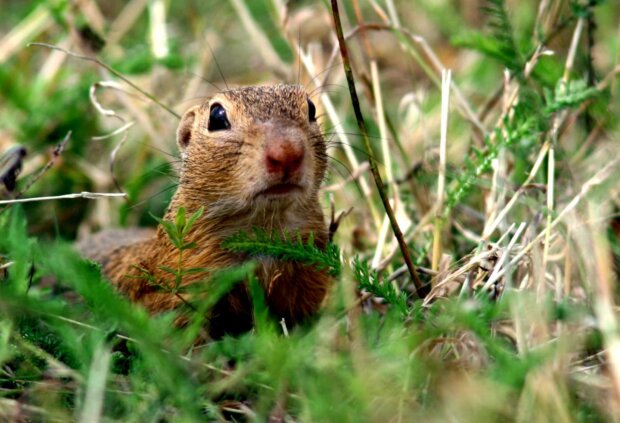Suseł moręgowany - Spermophilus citellus. Fot. Andrzej Kepel - TOP Salamandra 5