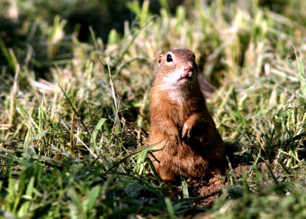 Suseł moręgowany - Spermophilus citellus. Fot. Andrzej Kepel - TOP Salamandra 5