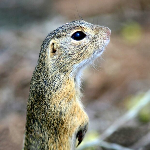 Suseł moręgowany - Spermophilus citellus. Fot. Andrzej Kepel - TOP Salamandra