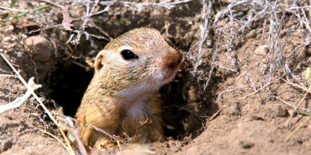 Suseł moręgowany - Spermophilus citellus. Fot. Andrzej Kepel - TOP Salamandra 5
