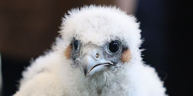 Młody sokół - z PKiN. Fot. Szymon Pulcyn UM Warszawy